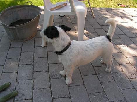 Blanding af racer Balder  - hørte jeg nogen uden for haven billede 4