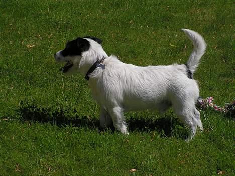 Blanding af racer Balder  - jeg er meget bange for sakse, men jeg må altså af med den pels her billede 5