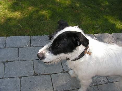 Blanding af racer Balder  - ja det var min ide med navneskilt som kødben billede 6