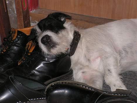 Blanding af racer Balder  - ja hvad gør man når far ikke er hjemme, sover på hans sko. ser det rart ud!!!! nej vel billede 7