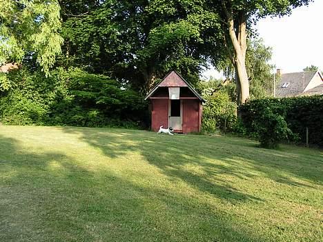 Blanding af racer Balder  - ja det er flot balder fang bolden billede 8