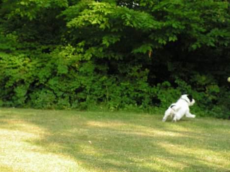 Blanding af racer Balder  - se bolden ude i højre side billede 9