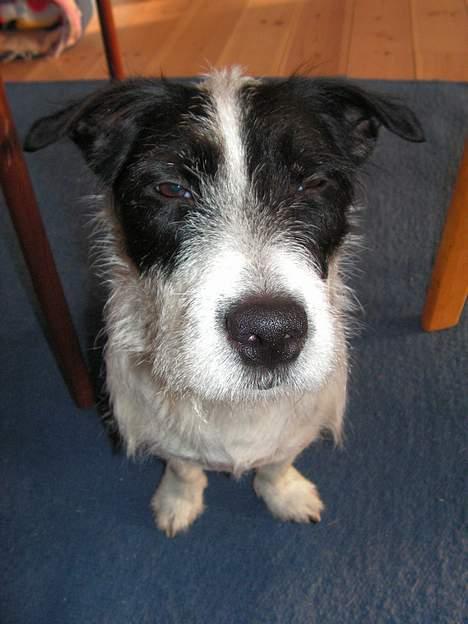 Blanding af racer Balder  - Jeg spurgte Balder om han ikke kunne ligne en gammel træt hund. billede 11