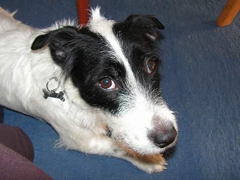 Blanding af racer Balder  - alle hunde gør det, hele verden er imod dem  billede 12