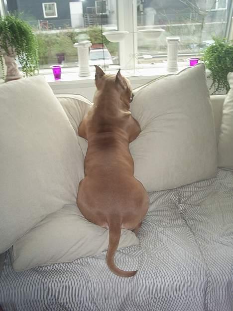 Amerikansk staffordshire terrier Nadia   *R.I.P.* billede 13