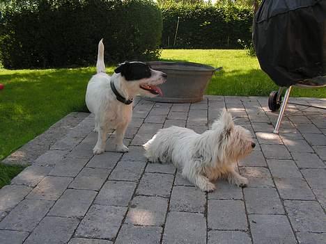 Blanding af racer Balder  - Balder og Nanna på terrassen billede 13