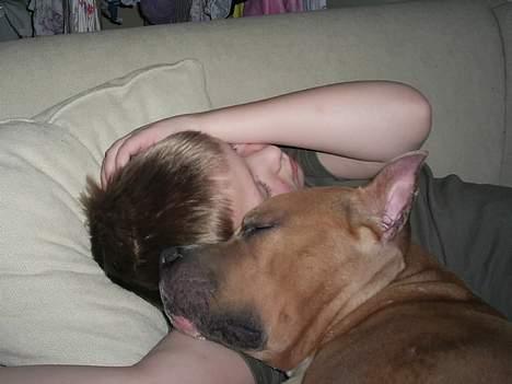 Amerikansk staffordshire terrier Nadia   *R.I.P.* billede 14