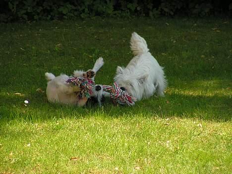 Blanding af racer Balder  - det er dejligt når de har selskab, balder bor sammen med damen på billedet billede 14