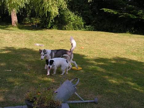 Blanding af racer Balder  - den store slæde hund kan godt nok tage pusten fra mig billede 15