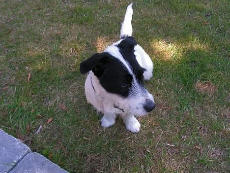 Blanding af racer Balder  - se hvor flot den hvide linie går billede 16