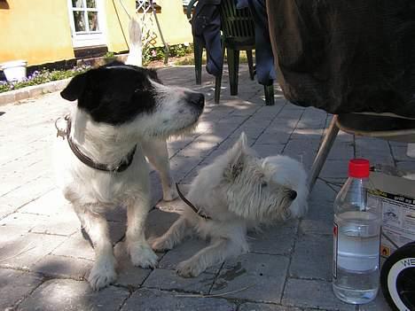 Blanding af racer Balder  - ind i skyggen på en varm sommer dag billede 17