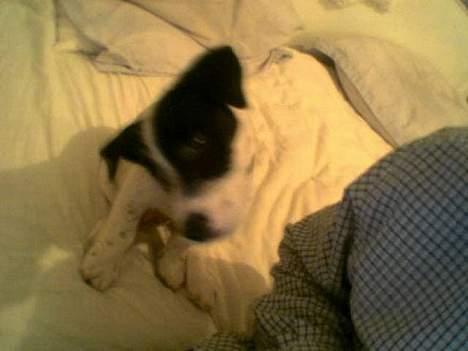 Blanding af racer Balder  - balder lige hentet hjem, han ser tv med far billede 18