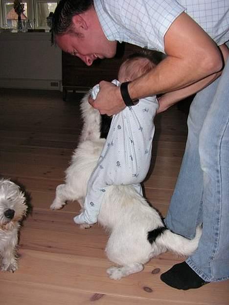 Blanding af racer Balder  - her er balder i gang med en film Zoro billede 19