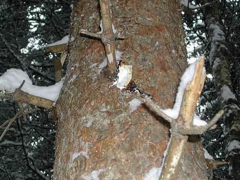 Kleiner münsterländer tinto(død) - tjaa..hvad er det? billede 18