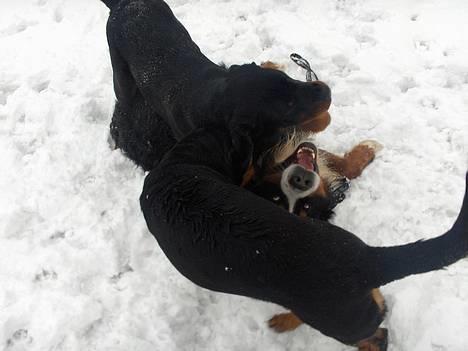 Rottweiler Maja * Himmelhund 2018 * - Nu tør jeg godt lege med dig Argento!!! billede 16