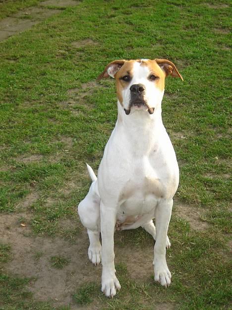 Amerikansk bulldog Nala - juhhhuuuuuu.... jeg sidder lige her.... smiler billede 2