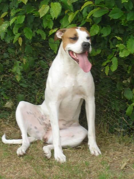 Amerikansk bulldog Nala - se mig, er jeg ikke SØØDDDDD.....  billede 3