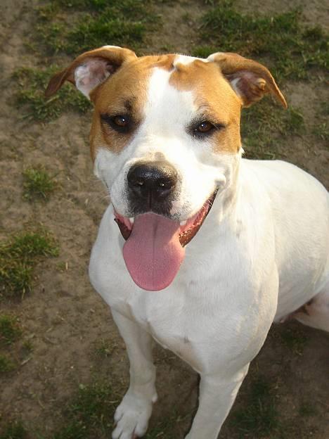 Amerikansk bulldog Nala - PLEASE....... bare en til lille guffer...... smiler billede 4