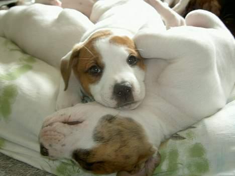 Amerikansk bulldog Nala - lader lige lidt op igen.... puhaaaa.... billede 6