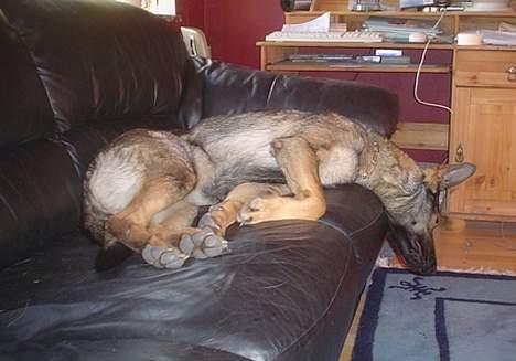 Schæferhund Trold Goa billede 18