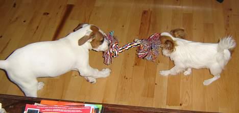 Amerikansk bulldog Nala - min aller bedste ven..... kys billede 8