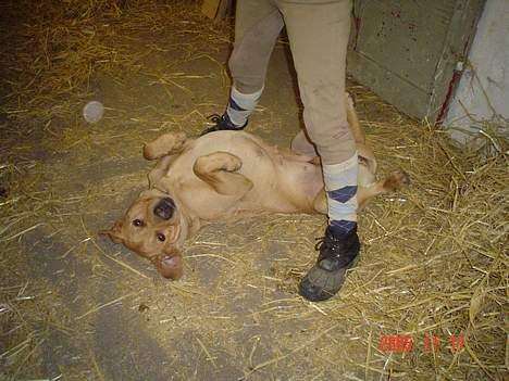 Labrador retriever trunte - trunte leger.. hun er bare så sød<33 billede 3