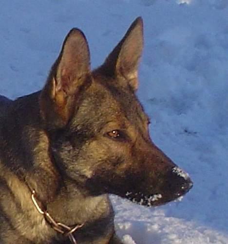 Schæferhund Trold Goa billede 20