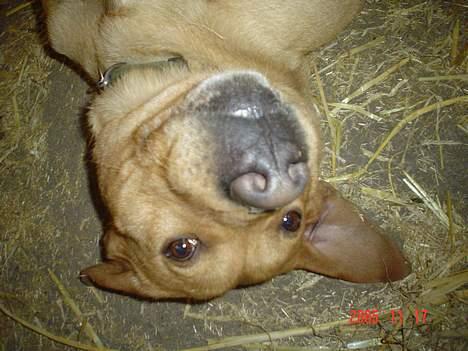 Labrador retriever trunte - hehe.. trunte leger.. (hendes søde hoved) billede 4