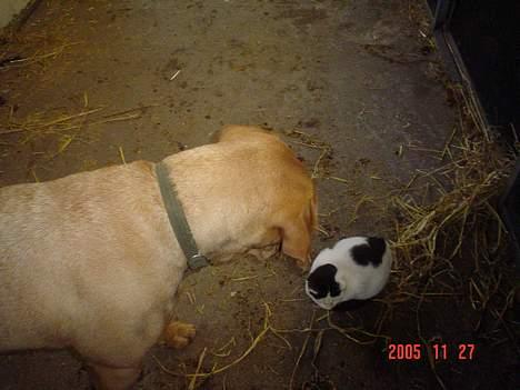 Labrador retriever trunte - misser og  trunte bedste venner.. billede 5