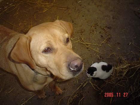 Labrador retriever trunte - trunte og misser.. de er gode venner.. billede 6