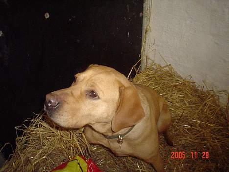 Labrador retriever trunte - heej med dig trunte billede 7