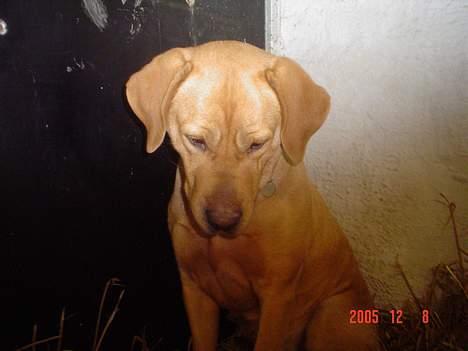 Labrador retriever trunte - nåår.. hehe.. det er sødt. billede 8