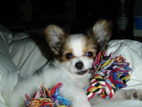 Papillon Blago - jeg må heller ligge  pænt, nu hvor mor kommer og tager billeder.... hi hi billede 1