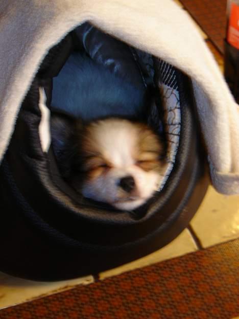 Papillon Blago - min første juleaften, puha den var hård....zzzzz billede 2