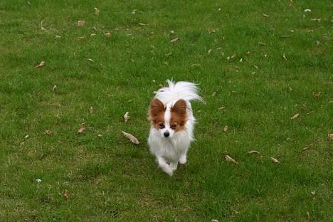 Papillon Blago - Juhuuuuuuu kommer nu mor....  billede 3