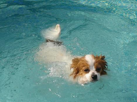 Papillon Blago - Juhu... der er ikke noget som ens egen svømmepøl.... griner....  billede 4