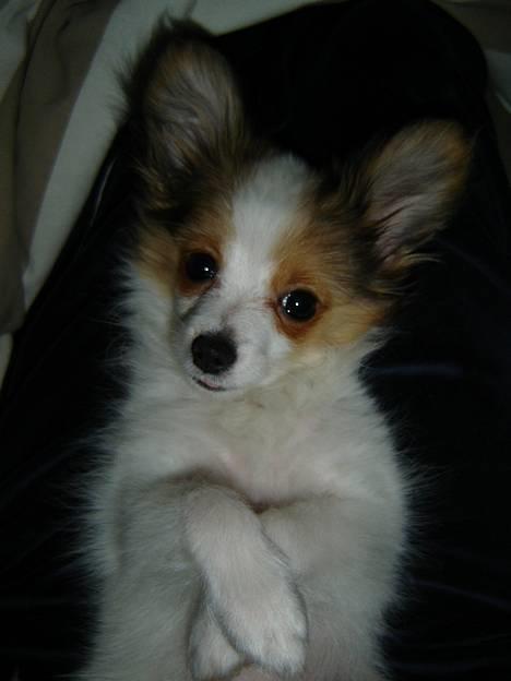 Papillon Blago - tar mig lige en slapper.... billede 5