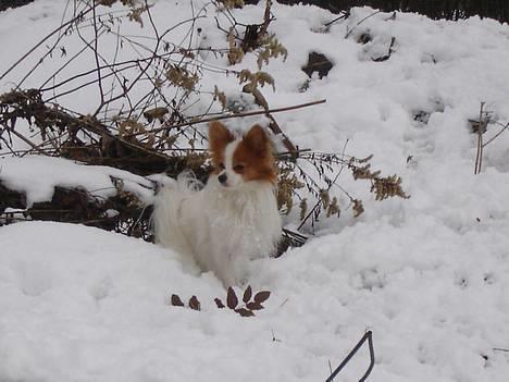 Papillon Blago - hej der.... hi hi billede 6