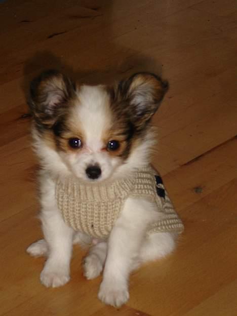 Papillon Blago - må heller har tøj på, det er koldt uden for.... billede 7