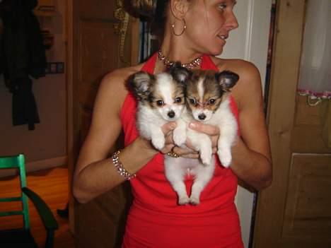 Papillon Blago - Mig og min dejlige søster....  billede 8