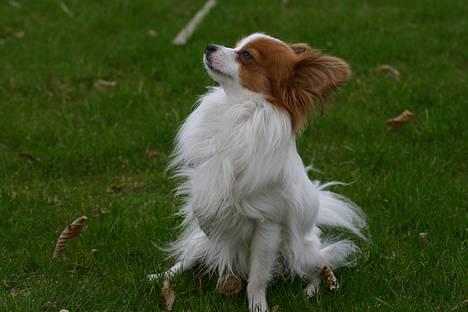 Papillon Blago - Puha.... sikke en tur, jeg er helt færdig nu.... zzzzzzz billede 9
