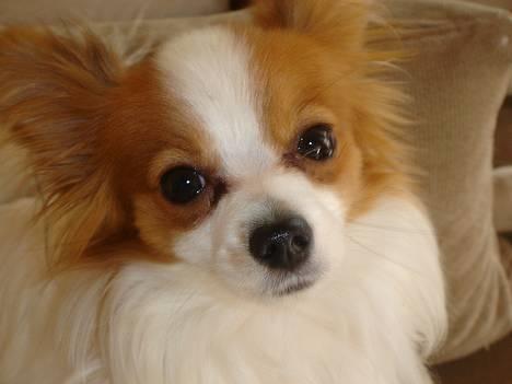 Papillon Blago - smuk er jeg ik... hi hi billede 10