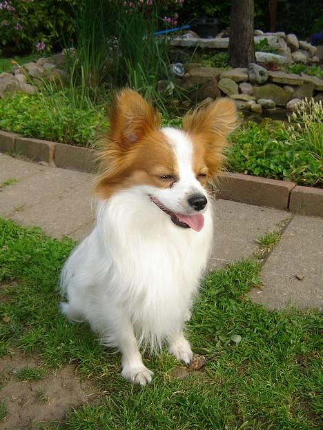 Papillon Blago - Puha det er varmt.... smiler billede 11