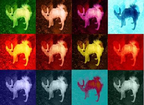 Papillon Blago billede 12