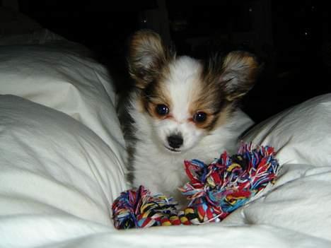 Papillon Blago - mor nus mig nu....  billede 14