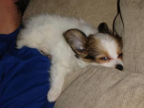 Papillon Blago - Puha jeg har det hårdt *smiler* billede 15