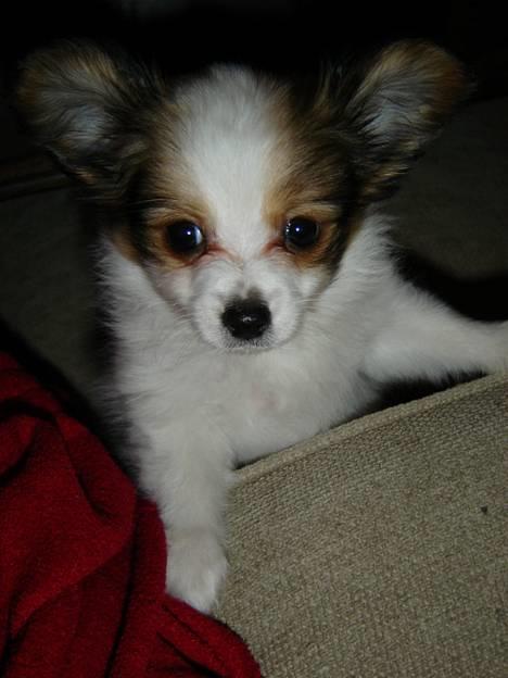 Papillon Blago - der er min mor jo, hmmmm hvad mon hun laver...... smiler billede 16