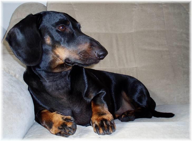 Gravhund Manse - Manse. billede 1