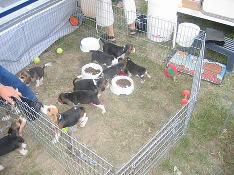 Beagle Oscar - Oscars familie, :) (hans kuld) Da han var 9 uger gammel billede 18