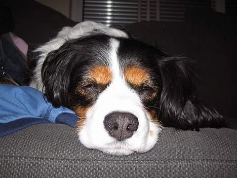 Blanding af racer Mathilde   billede 1